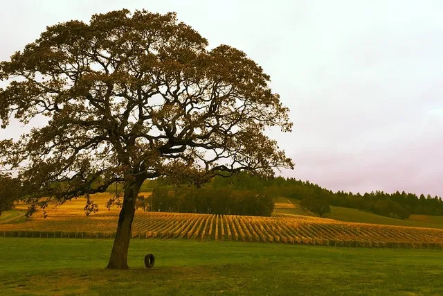Portland Willamette Valley Wine Tour 7.5 hr - Image 5