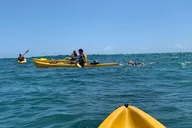 Kailua Guided Kayaking Excursion Oahu 2 hr thumbnail 6