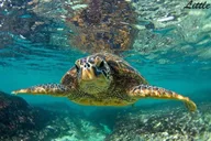 Maui Outrigger Canoe Cultural Tour thumbnail 4