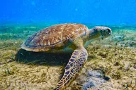 Phil Foster Park Snorkel Tour 2.5 Hours thumbnail 1
