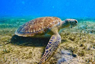 Phil Foster Park Snorkel Tour 2.5 Hours