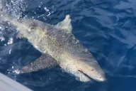 Marathon Reef Fishing Charter thumbnail 3