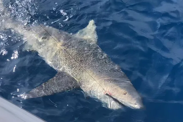 Marathon Reef Fishing Charter - Image 3