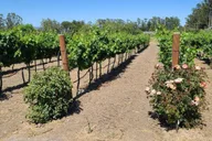 San Francisco Wine Tour with 2 Tastings Half-Day thumbnail 5