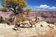 Grand Canyon South Rim Audio Driving Tour thumbnail 1