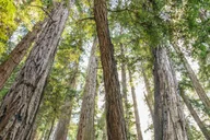 San Francisco Muir Woods and Sausalito Tour thumbnail 3
