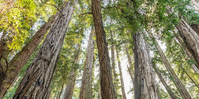 San Francisco Muir Woods and Sausalito Tour - Image 3