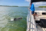 Marco Island Dolphin and Shelling Cruise 2.5 hr thumbnail 5