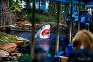 Houston City Tour and Downtown Aquarium Pass thumbnail 6