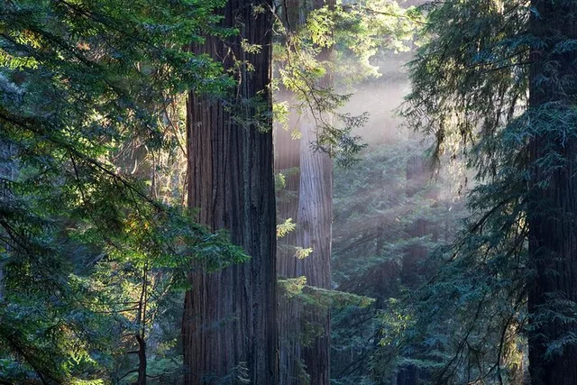 San Francisco Muir Woods and Sausalito Tour with Cruise - Image 3