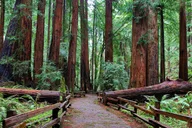 San Francisco Muir Woods and Sausalito Private Tour 4 hr thumbnail 5