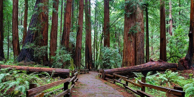 San Francisco Muir Woods and Sausalito Private Tour 4 hr - Image 5