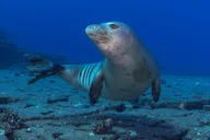 Kauai Scuba Diving Tour From a Boat thumbnail 4