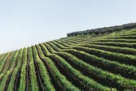 Napa Valley Wine Tour thumbnail 4