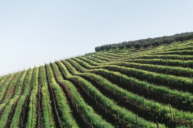 Napa Valley Wine Tour - Image 4