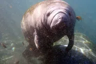 Crystal River Manatee Snorkel Tour with Photographer 3 hr thumbnail 5