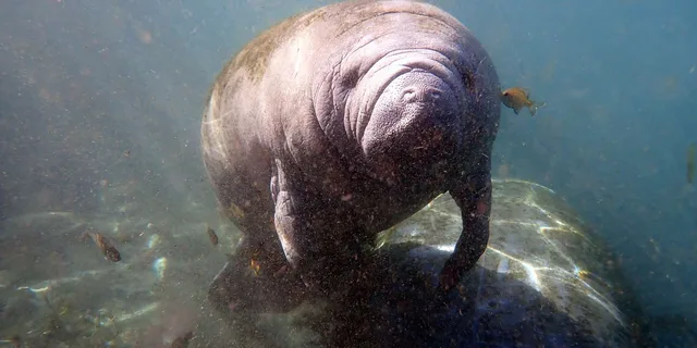 Crystal River Manatee Snorkel Tour with Photographer 3 hr - Image 5