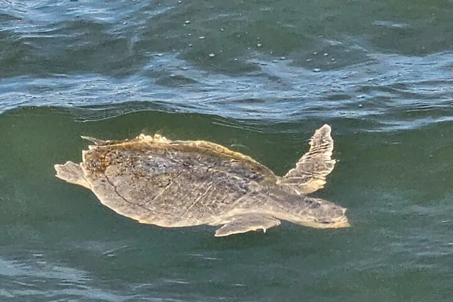 Hilton Head Dolphin and Nature Tour 1 hr - Image 6