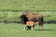 Yellowstone Wildlife Sightseeing Tour thumbnail 5