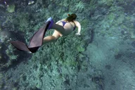 Key West Dolphin Watching and Snorkeling Adventure thumbnail 3