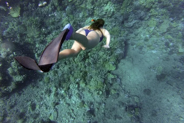 Key West Dolphin Watching and Snorkeling Adventure - Image 3
