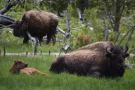 Yellowstone Lamar Valley Wildlife Hike Full Day thumbnail 3