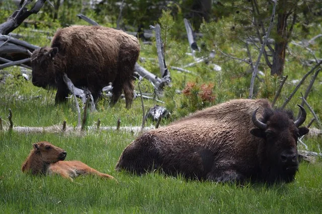 Yellowstone Lamar Valley Wildlife Hike Full Day - Image 3