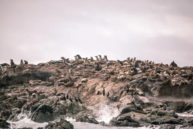 Bodega Bay Sailing Tour - Image 5