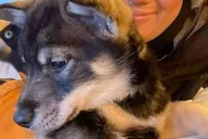 Anchorage Dog Sledding & Animal Adventure thumbnail 1