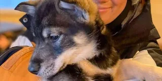 Anchorage Dog Sledding & Animal Adventure