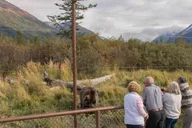 Anchorage Alaska Wildlife Tour with Hotel Pickup 4 hr thumbnail 1