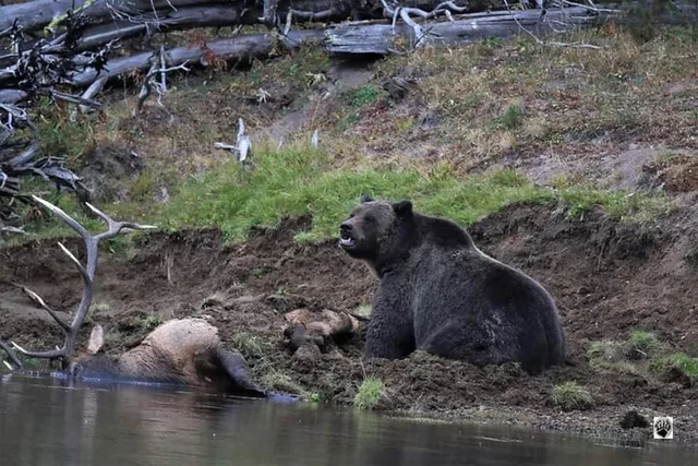 West Yellowstone Private Day Trips - Image 6