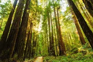 San Francisco Alcatraz, Muir Woods & Sausalito Tour thumbnail 4