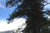 Flagstaff Segway Tour thumbnail 2