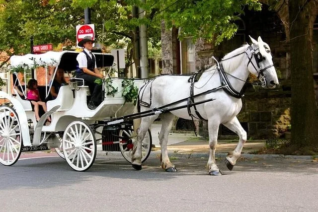 New York Horse Carriage Ride in Central Park 45 min - Image 2