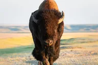 Yellowstone National Park Lower Loop Tour thumbnail 4