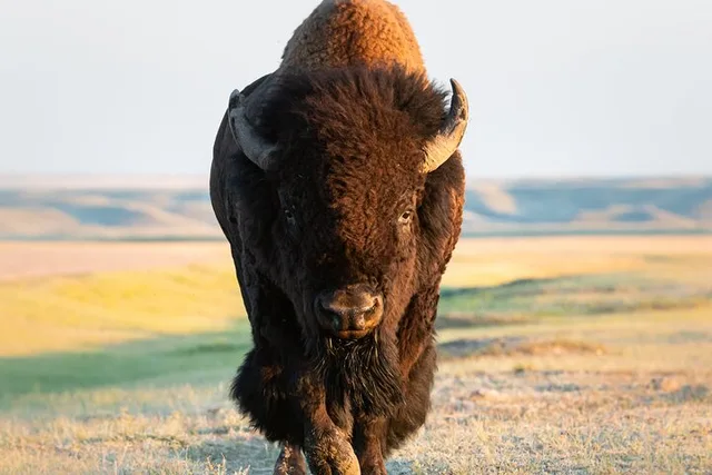 Yellowstone National Park Lower Loop Tour - Image 4