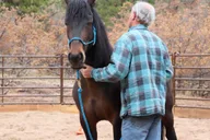 Colorado Springs Mindfulness with Rescue Mustangs thumbnail 3