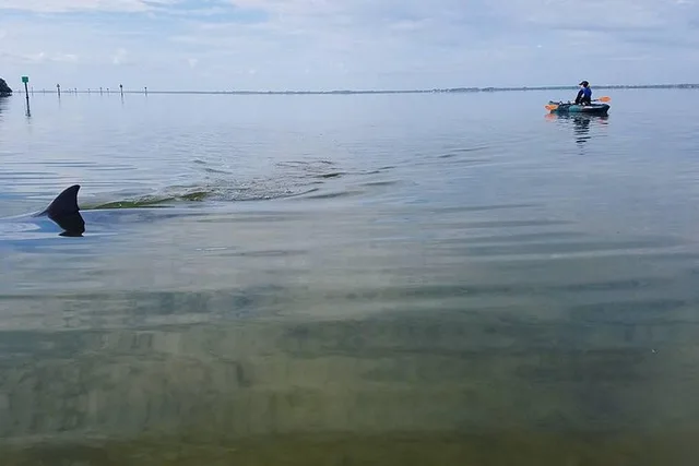 Cocoa Beach Wildlife Refuge Kayak Tour - Image 3