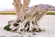 Antelope Island Wildlife Expedition thumbnail 4