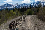 Skagway Sled Dog Adventure and Gold Panning 4.5 hr thumbnail 5