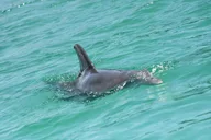 Destin Dolphin Spotting Ride thumbnail 5