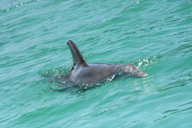 Destin Dolphin Spotting Ride - Image 5
