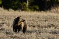 Yellowstone Wildlife Photo Safari Half Day thumbnail 1