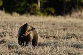 Yellowstone Wildlife Photo Safari Half Day