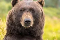 Anchorage Aerial Tram and Wildlife Tour thumbnail 4