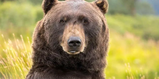 Anchorage Aerial Tram and Wildlife Tour - Image 4