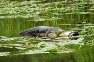 Waccamaw River Nature and Wildlife Tour thumbnail 3