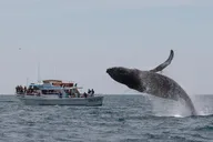 Monterey Whale Watching Tour thumbnail 5