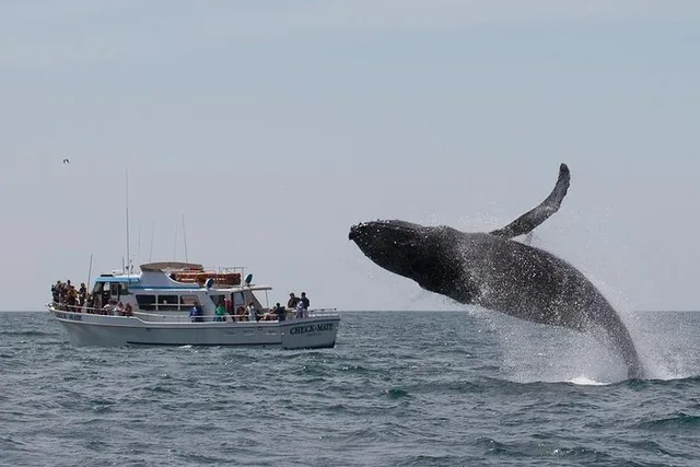 Monterey Whale Watching Tour - Image 5